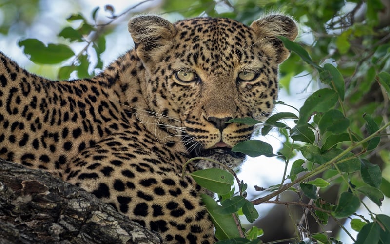 The Ultimate Gary Player Golf And Safari Experience
